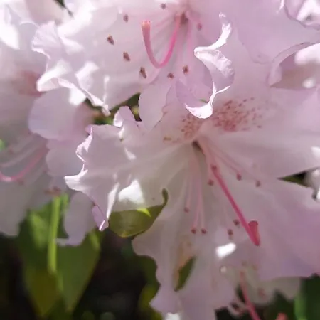 Mini Complex Rilski Terasi Gasthof