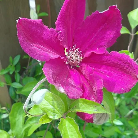 Gasthof Mini Complex Rilski Terasi 3*