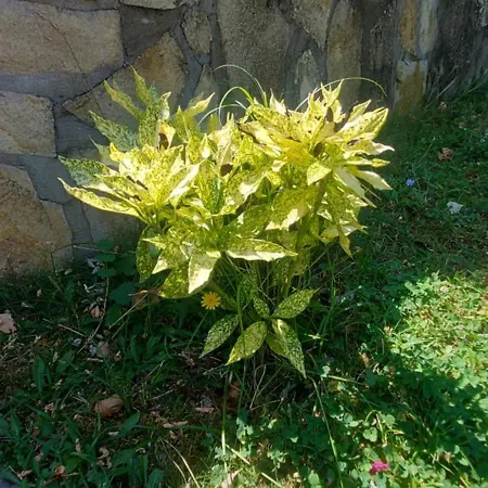 Mini Complex Rilski Terasi Gasthof