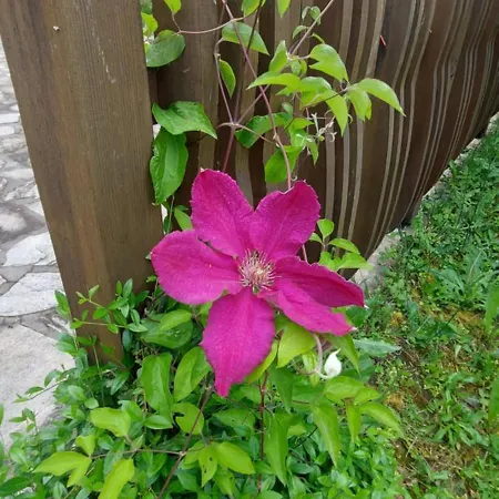 Gasthof Mini Complex Rilski Terasi 3*