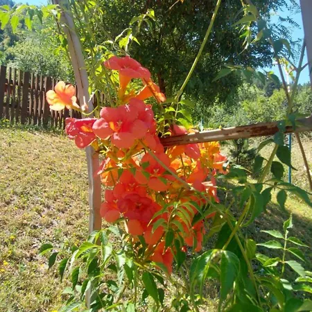 Mini Complex Rilski Terasi 3* Saparewa Banja