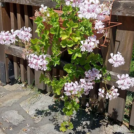 Mini Complex Rilski Terasi 3*