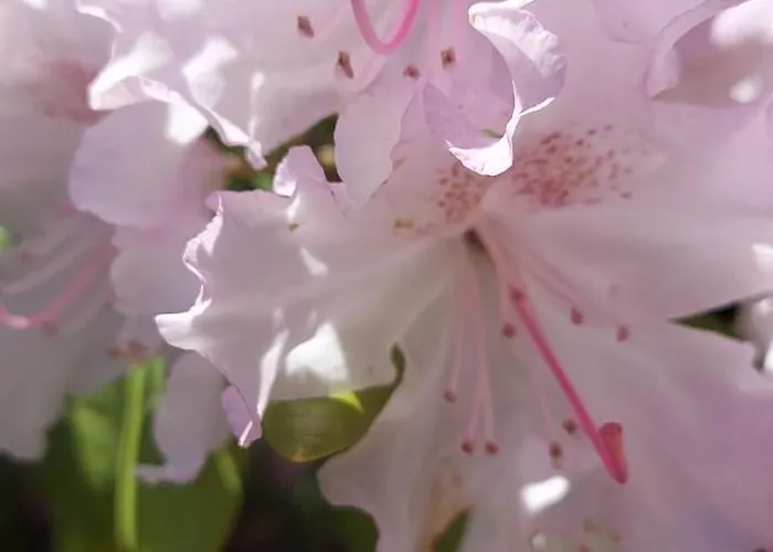 мини комплекс рилски тераси Къща за гости