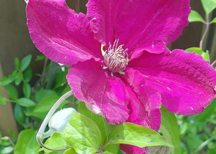 Къща за гости мини комплекс рилски тераси 3*