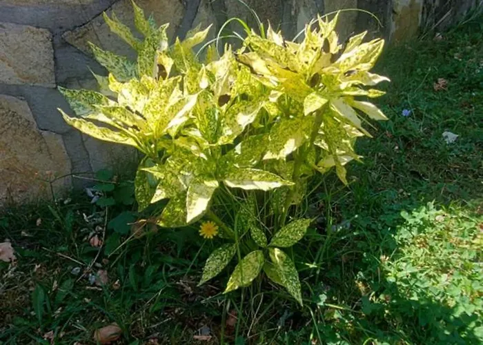 мини комплекс рилски тераси Къща за гости